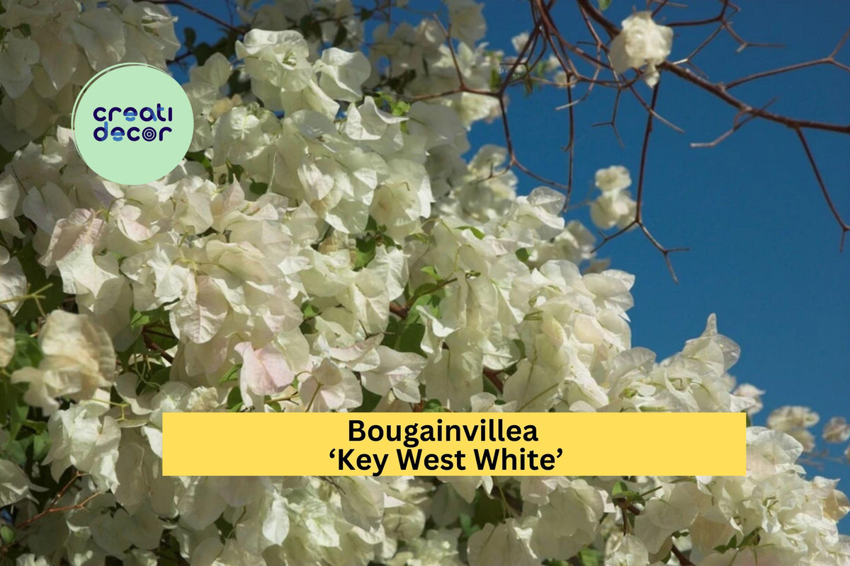 Bougainvillea ‘Key West White’ Live Rooted Starter Plant – White Flowering Climbing Vine for Garden, Patio & Landscaping