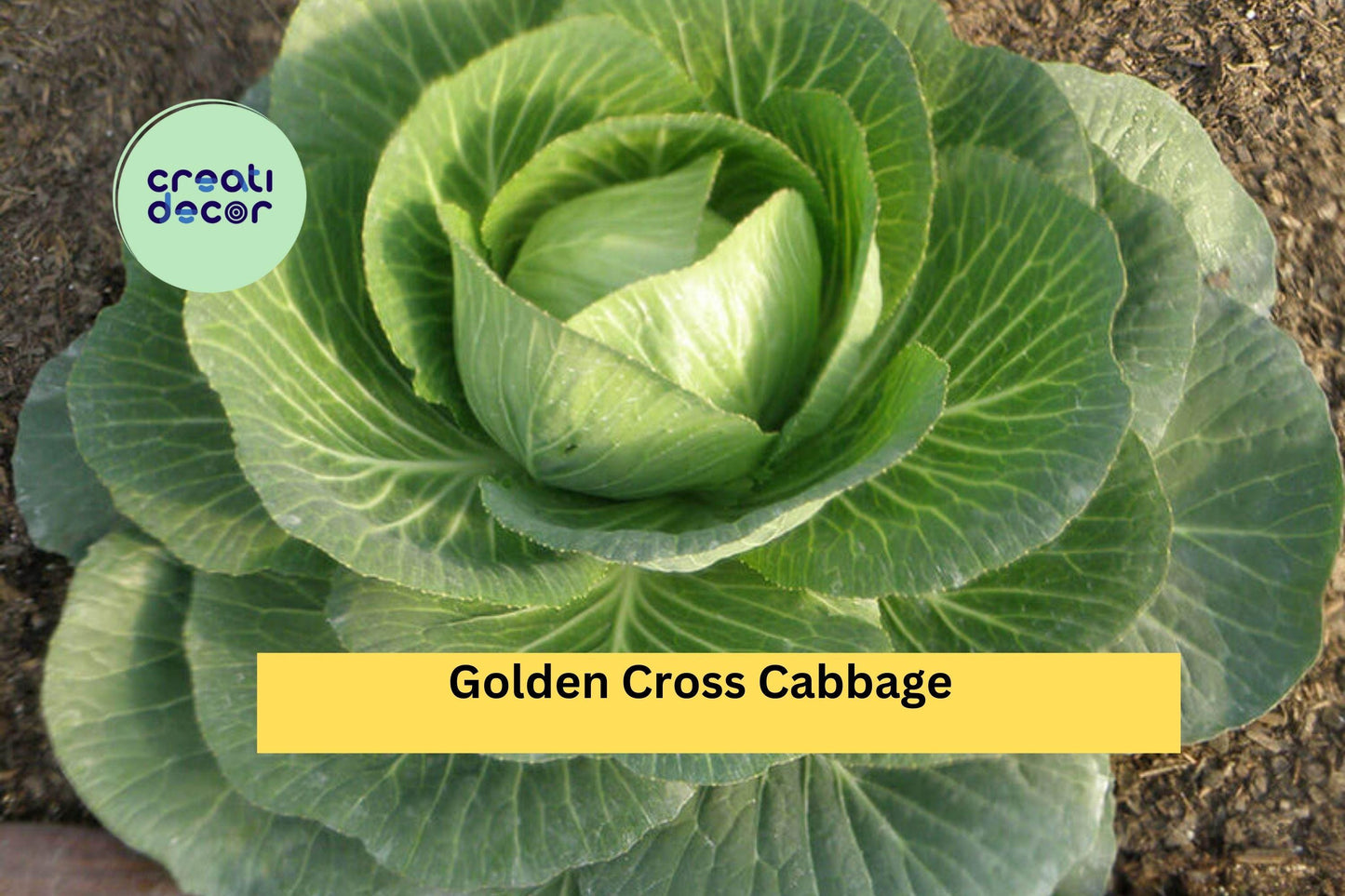 Golden Cross Cabbage Plants Set of 4 | Brassica oleracea Hybrid Live Starters for Vegetable Garden