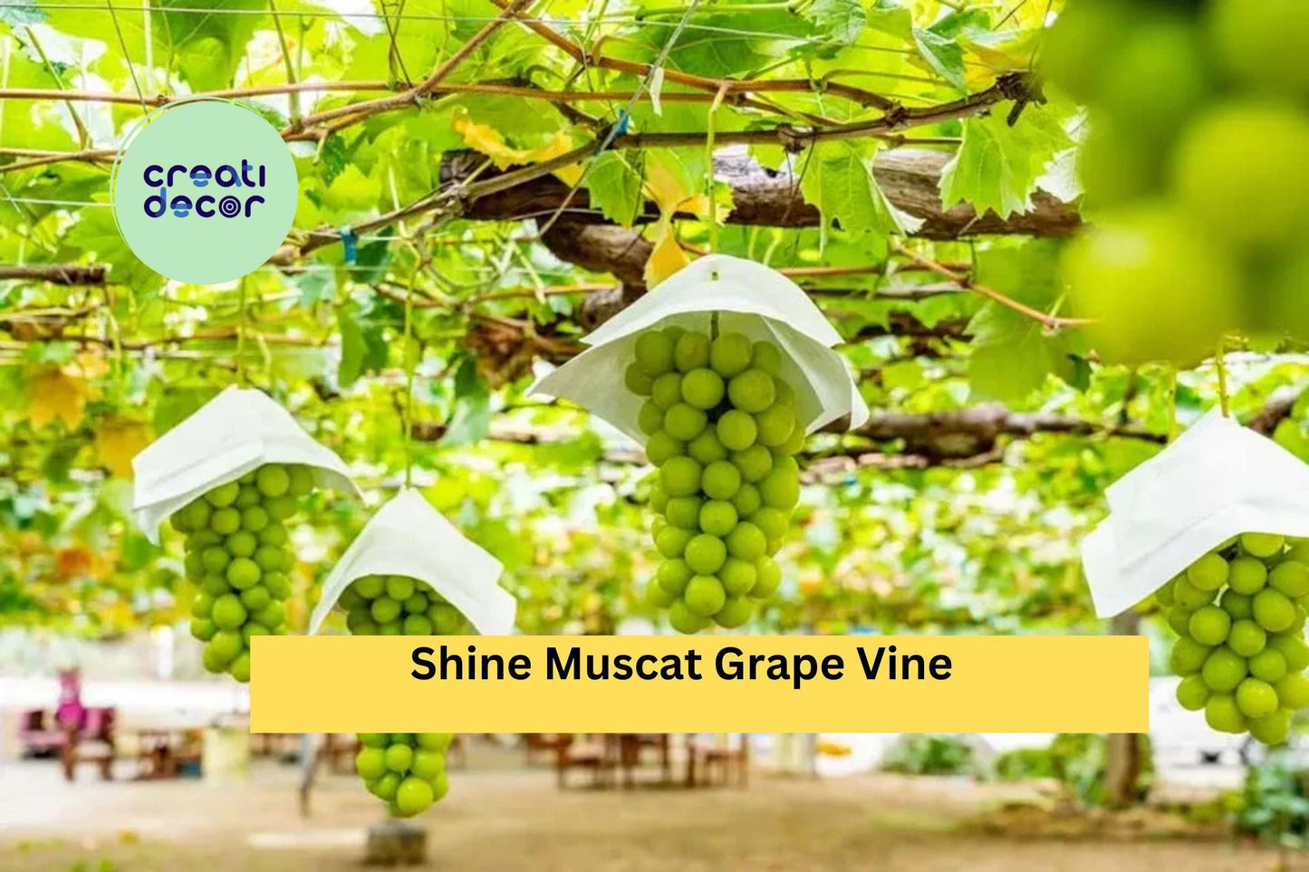 Shine Muscat Grape Vine Cuttings Set of 5 | Seedless Green Grape Vitis vinifera for Rooting & Grafting