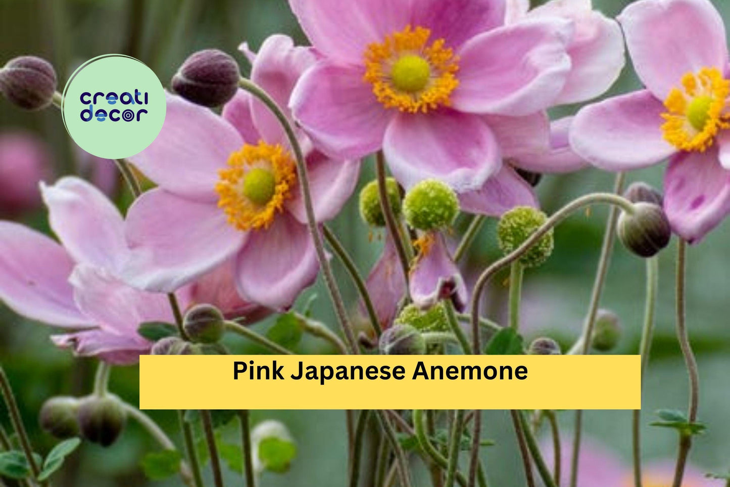 Pink Japanese Anemone Bare Root Plant | Hardy Perennial Flowering Plant | Anemone hupehensis for Fall Garden Landscaping