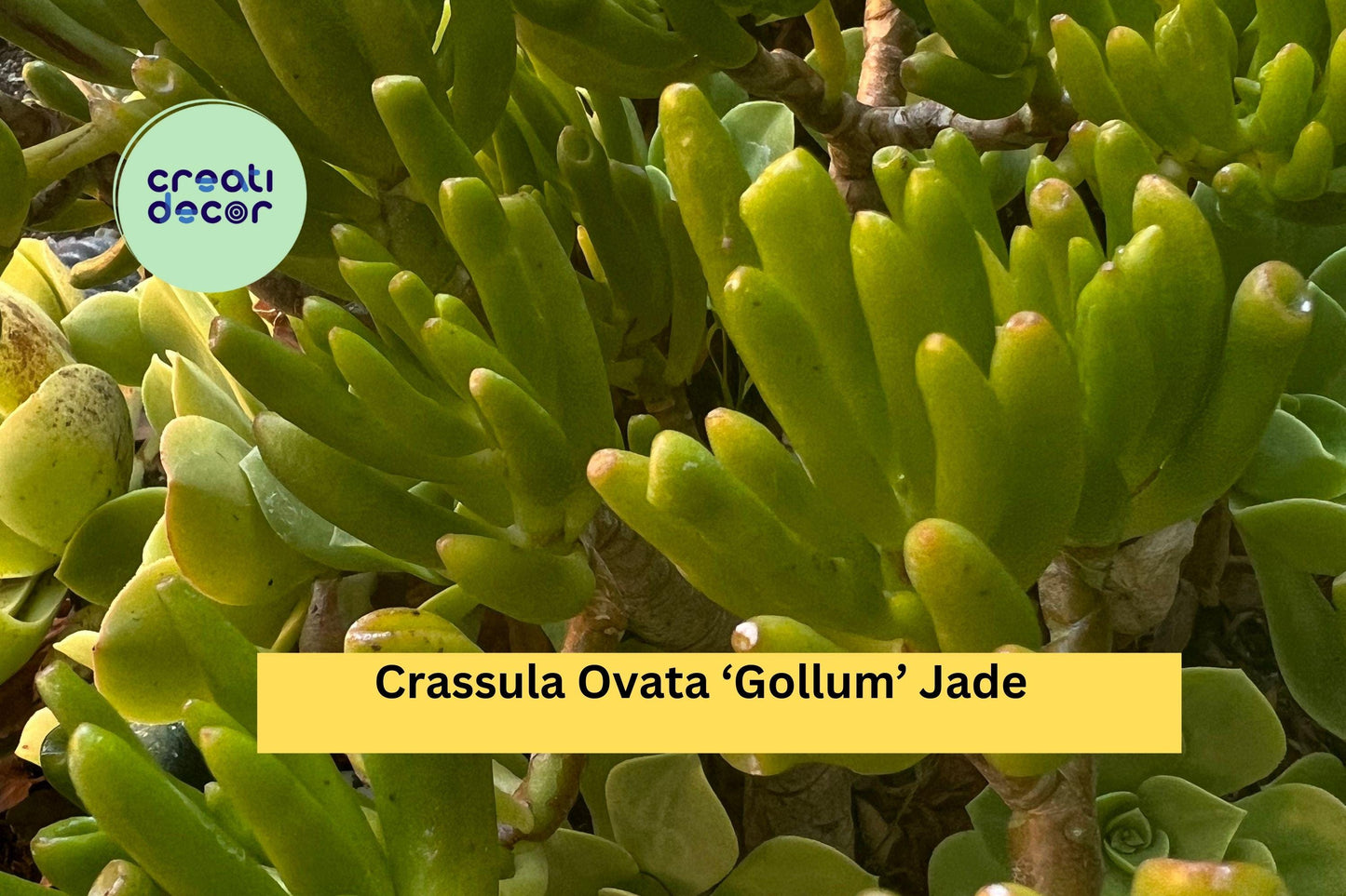Crassula Ovata ‘Gollum’ Jade Plant - Set of 3 Live Succulent Cuttings, Ogres Ear, Hobbit Jade, Indoor/Outdoor Drought-Tolerant Succulent