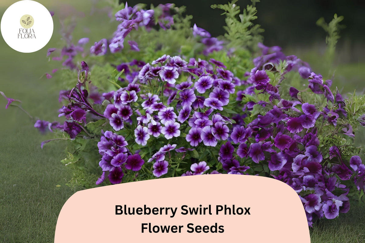 Blueberry Swirl Phlox Seeds | Purple & White Bicolor Annual Flower | Phlox drummondii for Garden Beds & Borders