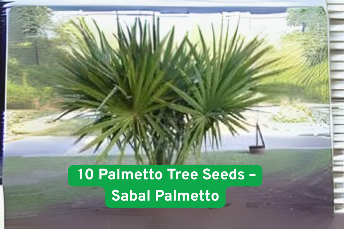 Sabal Palmetto Palm Tree Seeds – Coastal Landscaping, Easy Grow, Non-GMO, Tropical, Evergreen, Drought-Tolerant, 10 Seeds