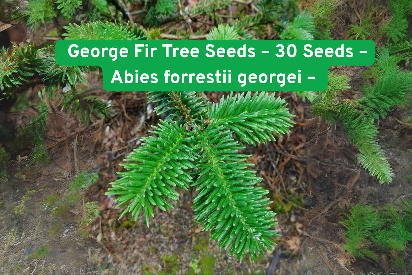 George Fir Tree Seeds, Abies forrestii georgei, Fast-Growing Evergreen with Neon Green Foliage, Conifer Seeds for Garden or Bonsai