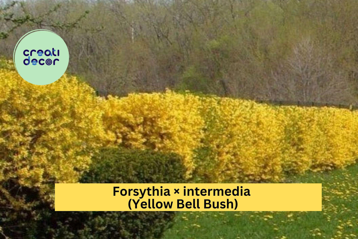Golden Forsythia Bare Root Shrub – Forsythia × intermedia – 18–24" Tall Early Spring Flowering Bush with Bright Yellow Blooms