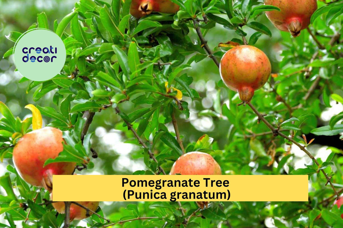 Pomegranate Tree Live Plant – Punica granatum – Hardy Fruiting Shrub with Bright Orange-Red Flowers for Garden or Patio