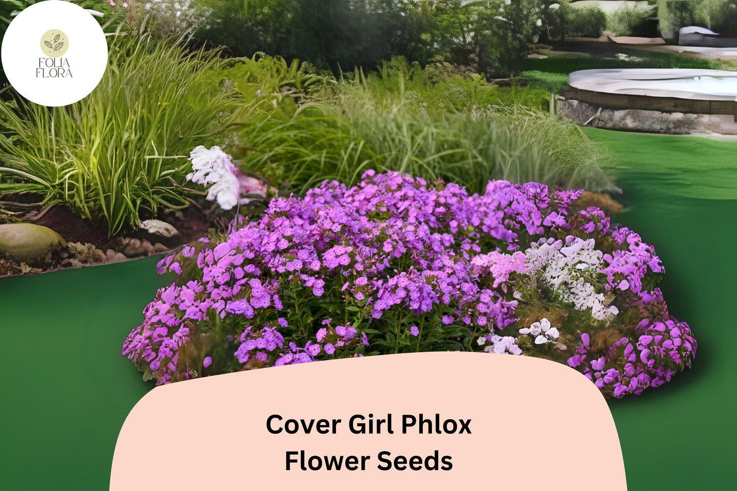Cover Girl Phlox Seeds | Lavender-Pink Blooms with Dark Centers | Phlox drummondii Annual Flower for Borders, Containers, Pollinator Gardens