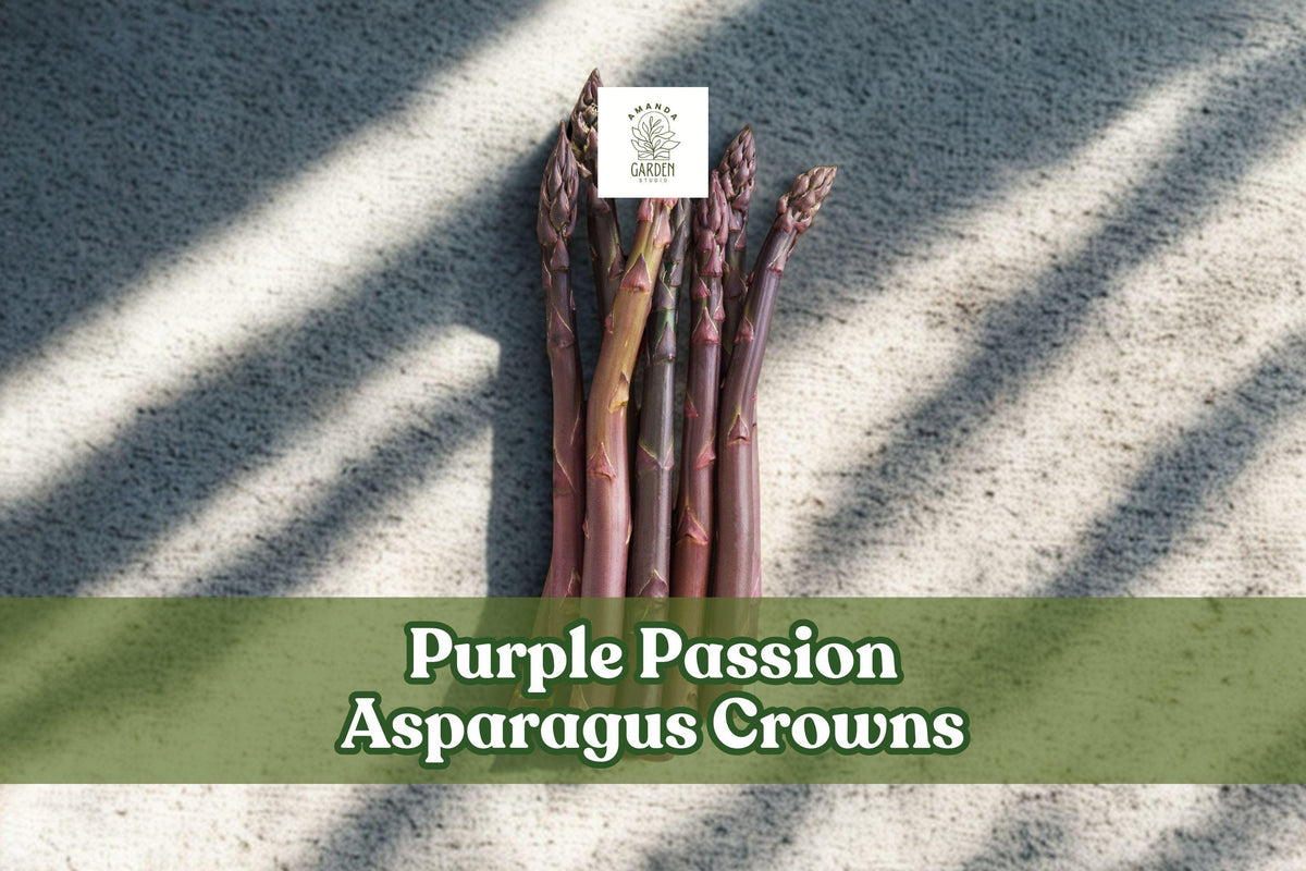 Purple Passion Asparagus Crowns - 2-Year-Old Bare Root Plants, Edible Perennial Vegetable, Deep Purple Spears, Asparagus officinalis