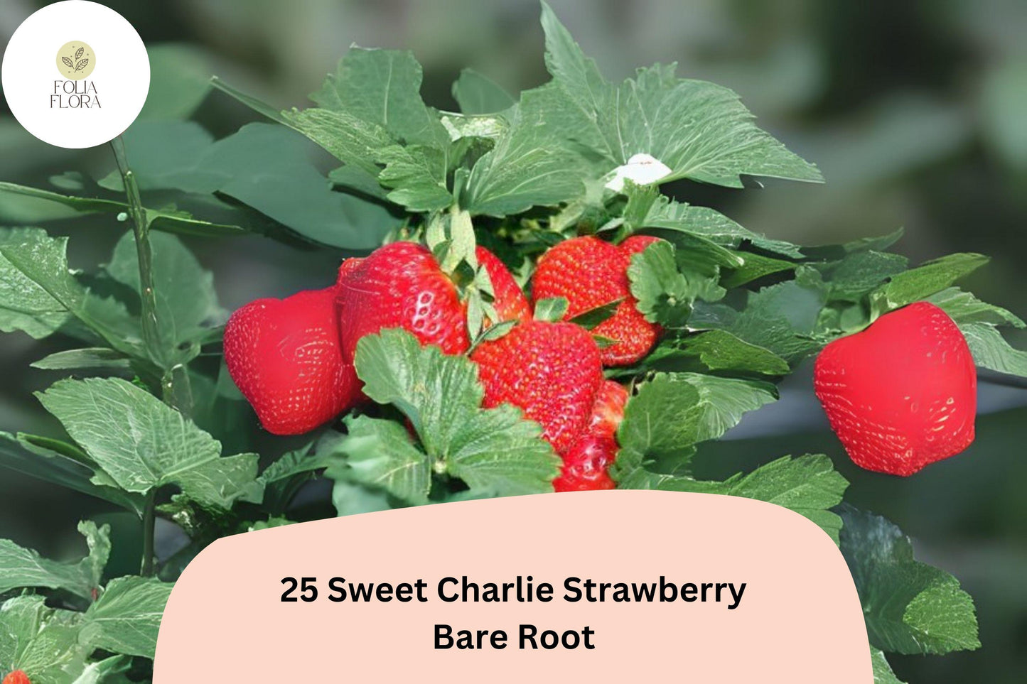 25 Live Bare Root Sweet Charlie Strawberry Plants | June-Bearing Fragaria × ananassa Garden Fruit