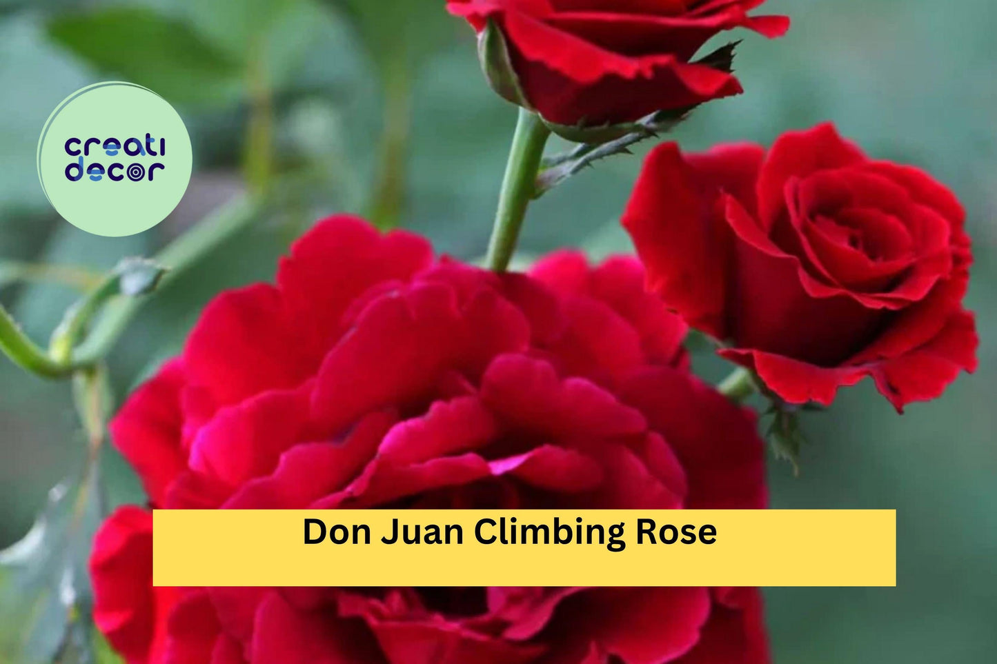 Don Juan Climbing Rose – Live Rooted Red Fragrant Rose Plant for Trellis, Fence, Garden, Rosa ‘Don Juan’