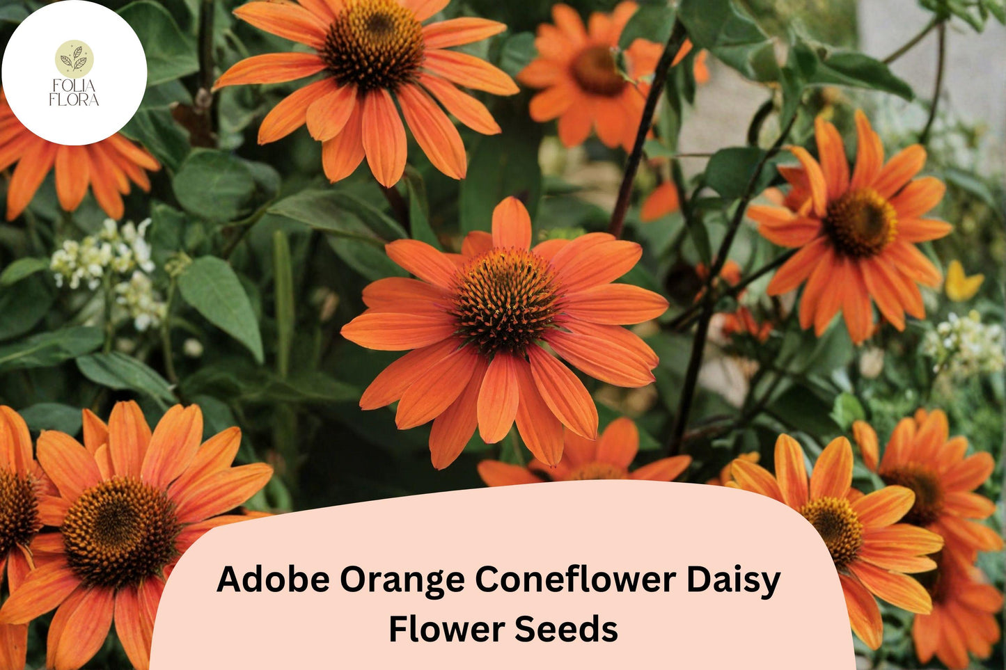 Adobe Orange Coneflower Seeds – Rudbeckia Hirta, Pollinator Garden, Drought-Tolerant, Bright Orange Blooms, Butterfly & Bee Attractant