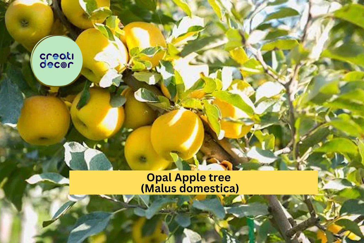 Opal Apple Tree Cuttings | 3 Fresh Malus domestica Scions for Grafting & Propagation | Yellow-Golden Fruit Variety