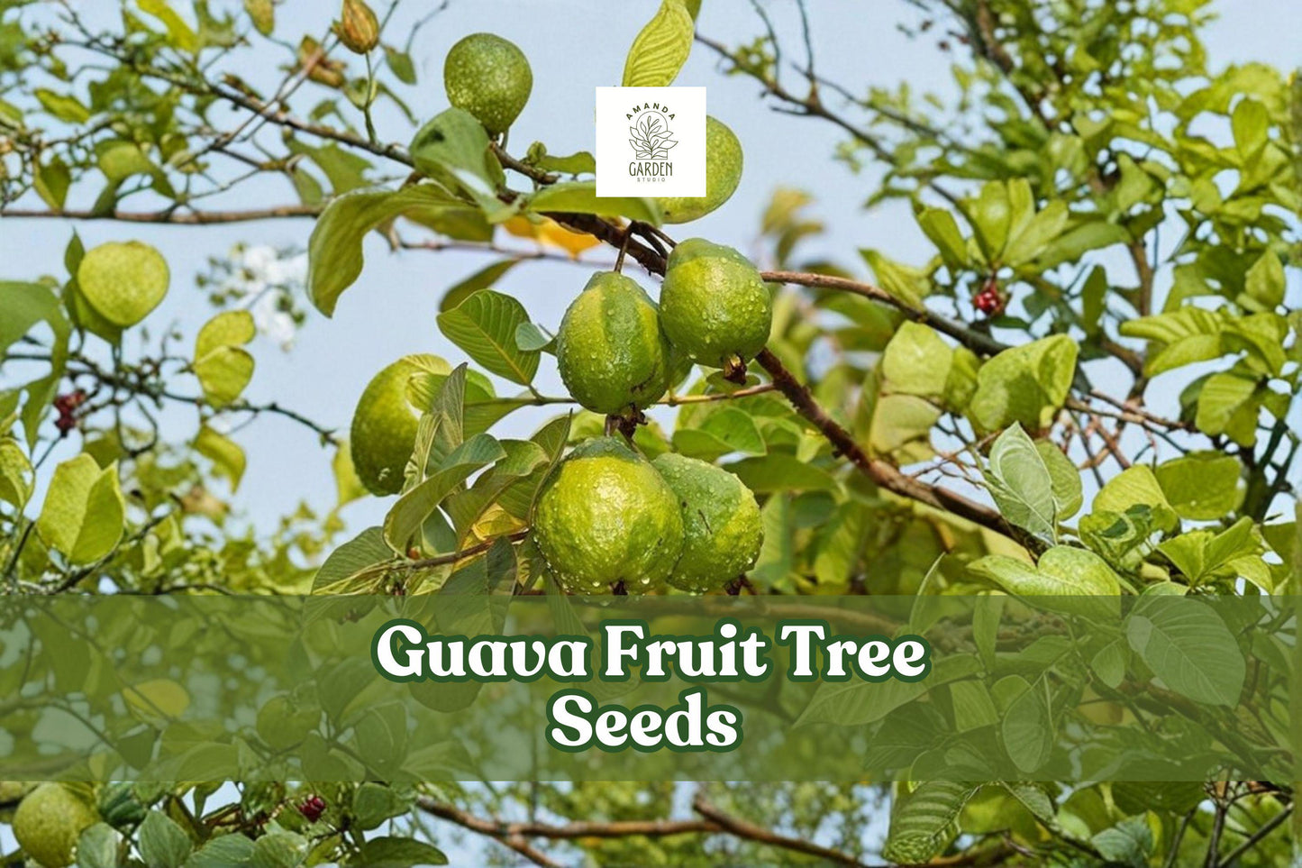 100 Guava Fruit Tree Seeds Tropical Garden Psidium guajava Exotic Fruit Growing Kit