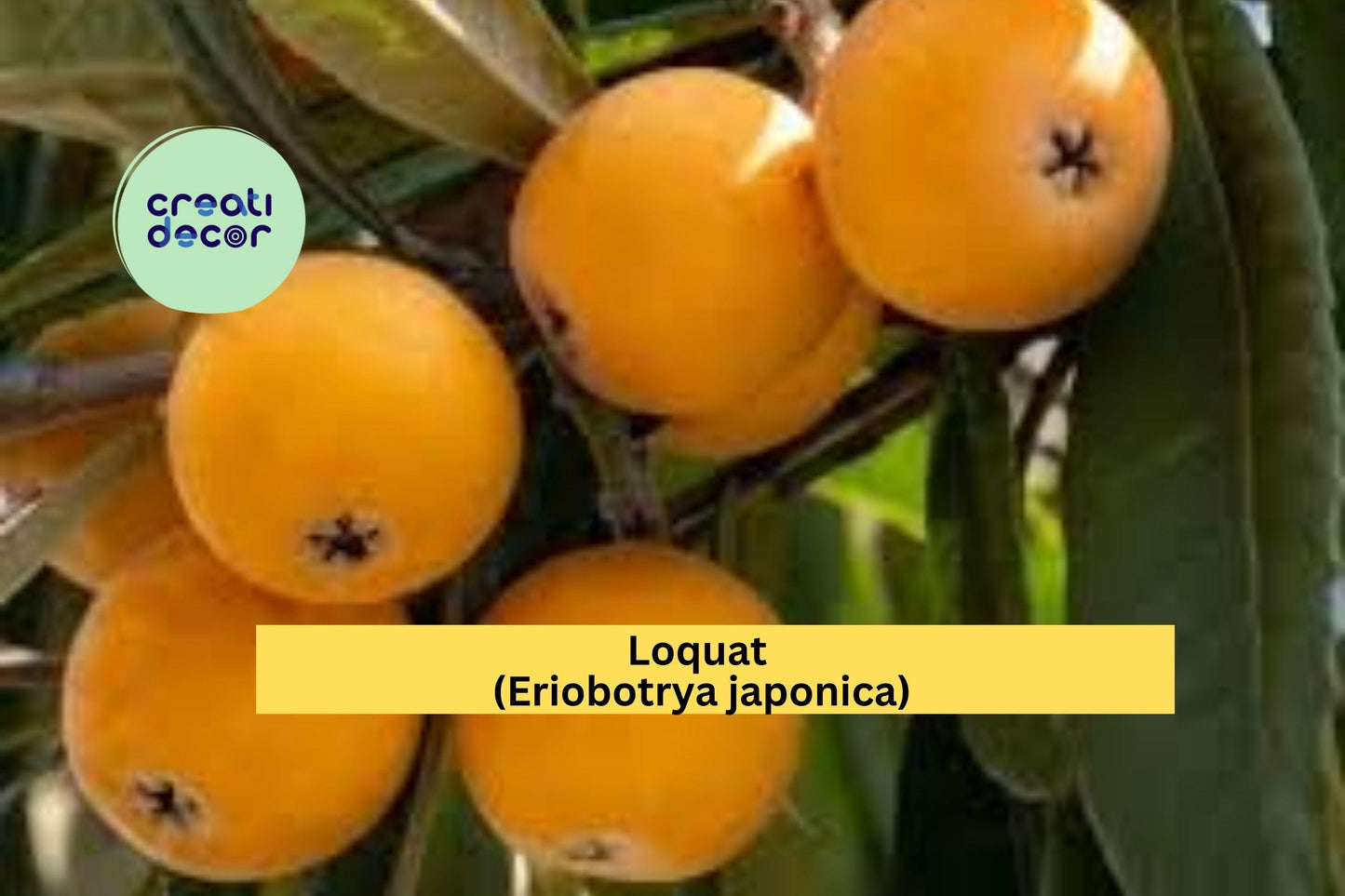 Loquat Tree Scions Set of 3 | Eriobotrya japonica Grafting Cuttings for Propagation & Fruit Production