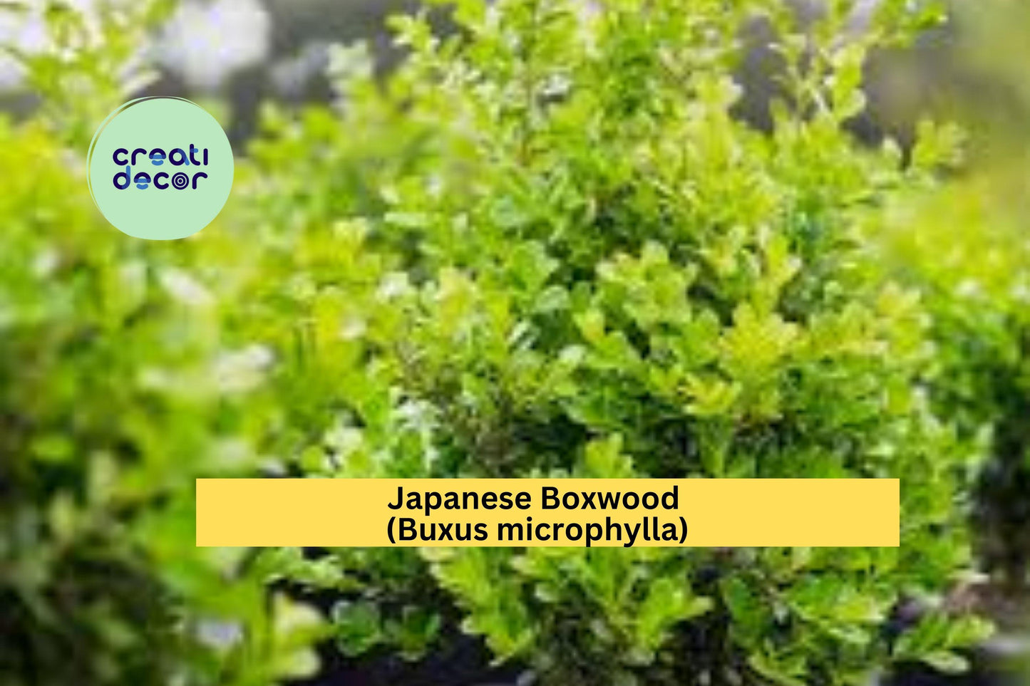 Japanese Boxwood Live Plants Set of 6 | Buxus microphylla Evergreen Shrubs for Hedges & Borders