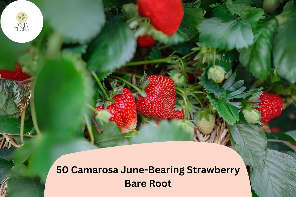 Camarosa Strawberry Plants | Bare Root June-Bearing Fragaria × ananassa | Large Red Fruit, Non-GMO, Perennial Garden Fruit