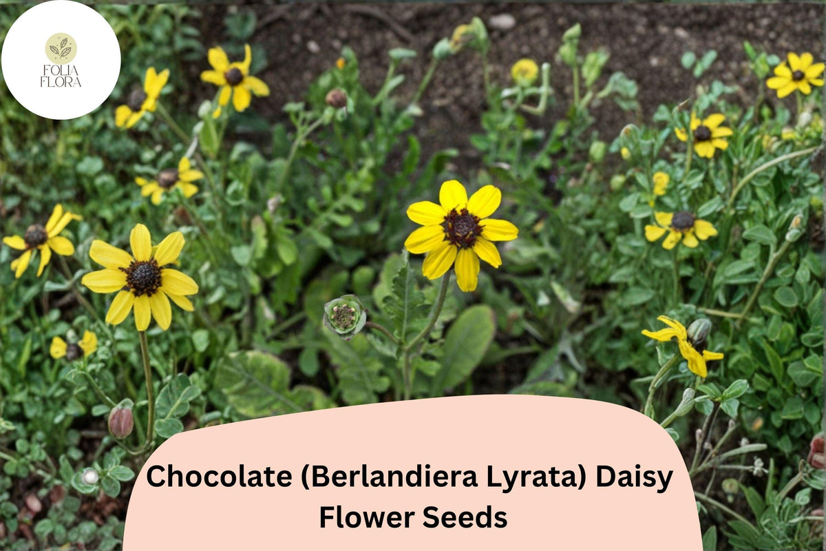 200+ Chocolate Daisy Seeds | Berlandiera lyrata | Fragrant Yellow-Brown Wildflower for Garden, Native, Drought-Tolerant Planting