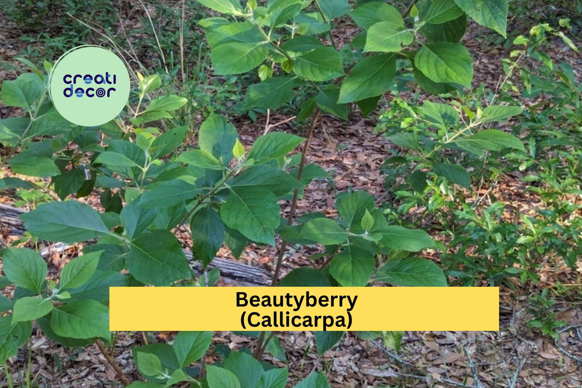 Beautyberry Bush Cuttings | 4 Unrooted Callicarpa Stem Clippings for Propagation & Garden | Deciduous Shrub with Purple Berries