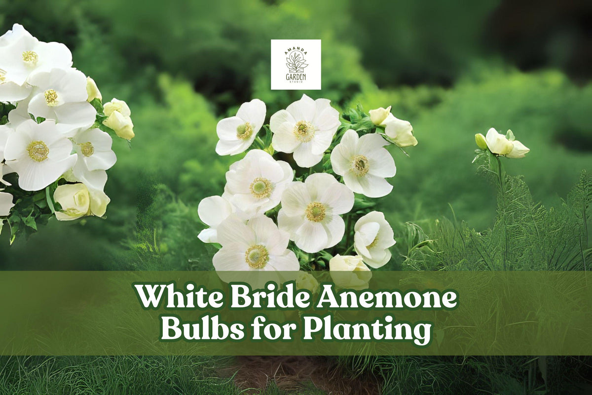White Bride Anemone Bulbs – 10 Live Anemone coronaria ‘The Bride’ Perennial Flowers for Wedding Bouquets & Spring Gardens