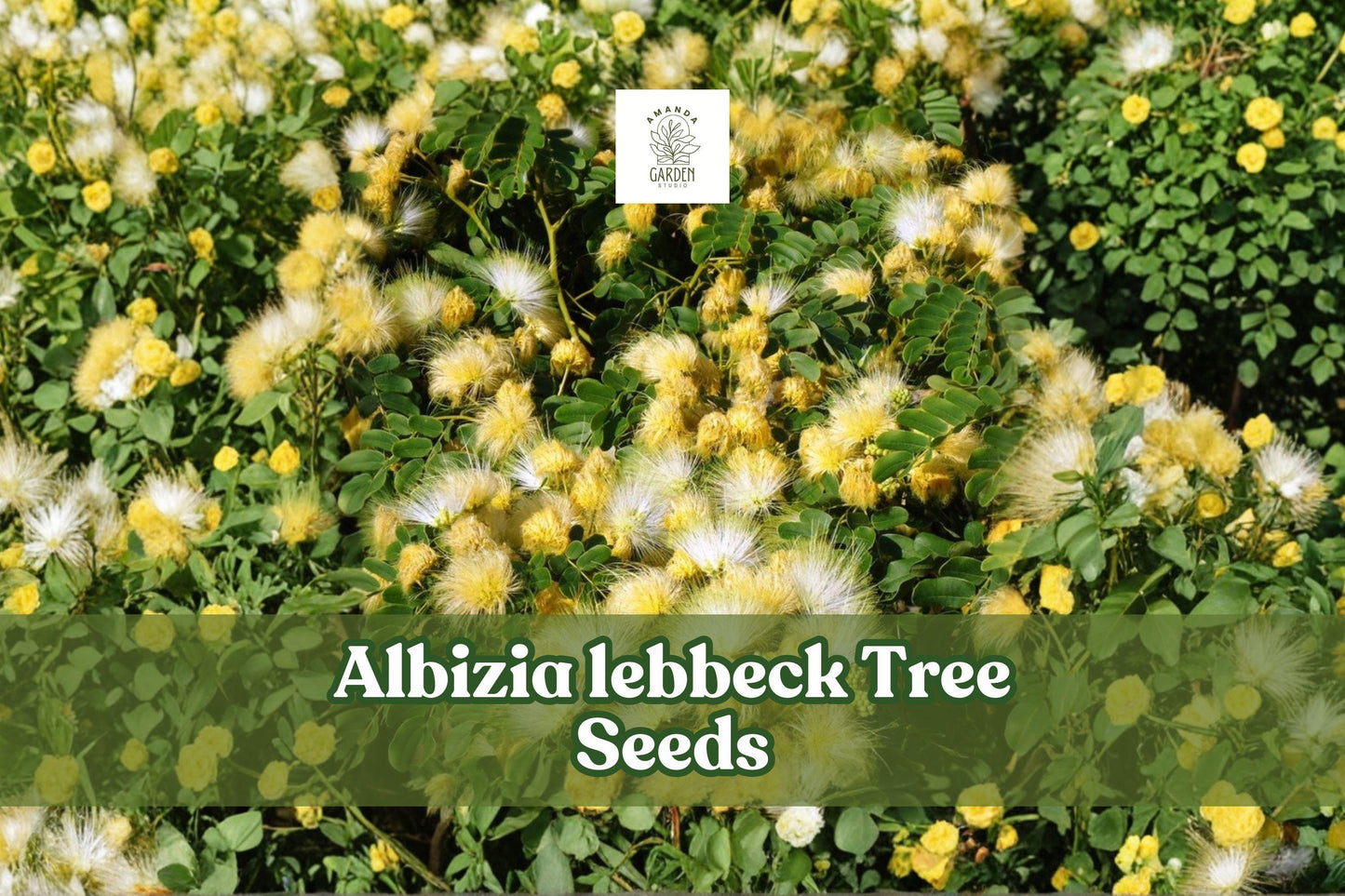 Albizia Lebbeck Seeds | Woman’s Tongue Tree | Fast Growing Shade Tree | Tropical Ornamental Plant