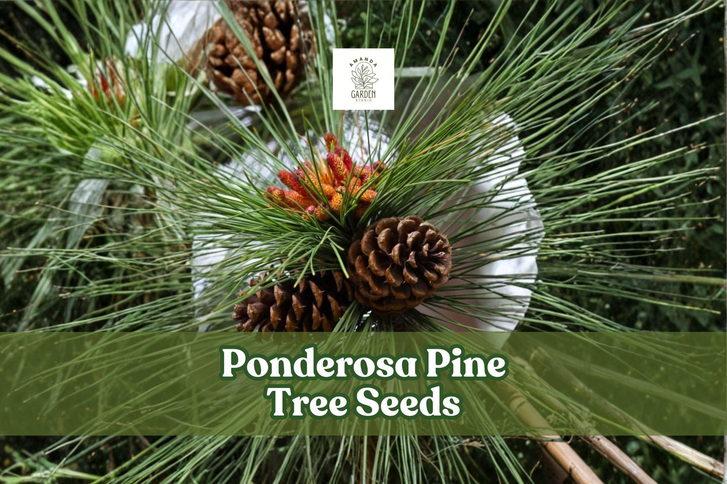30 Ponderosa Pine Tree Seeds | Evergreen Conifer, Drought-Tolerant, Pinus ponderosa, Bonsai & Reforestation