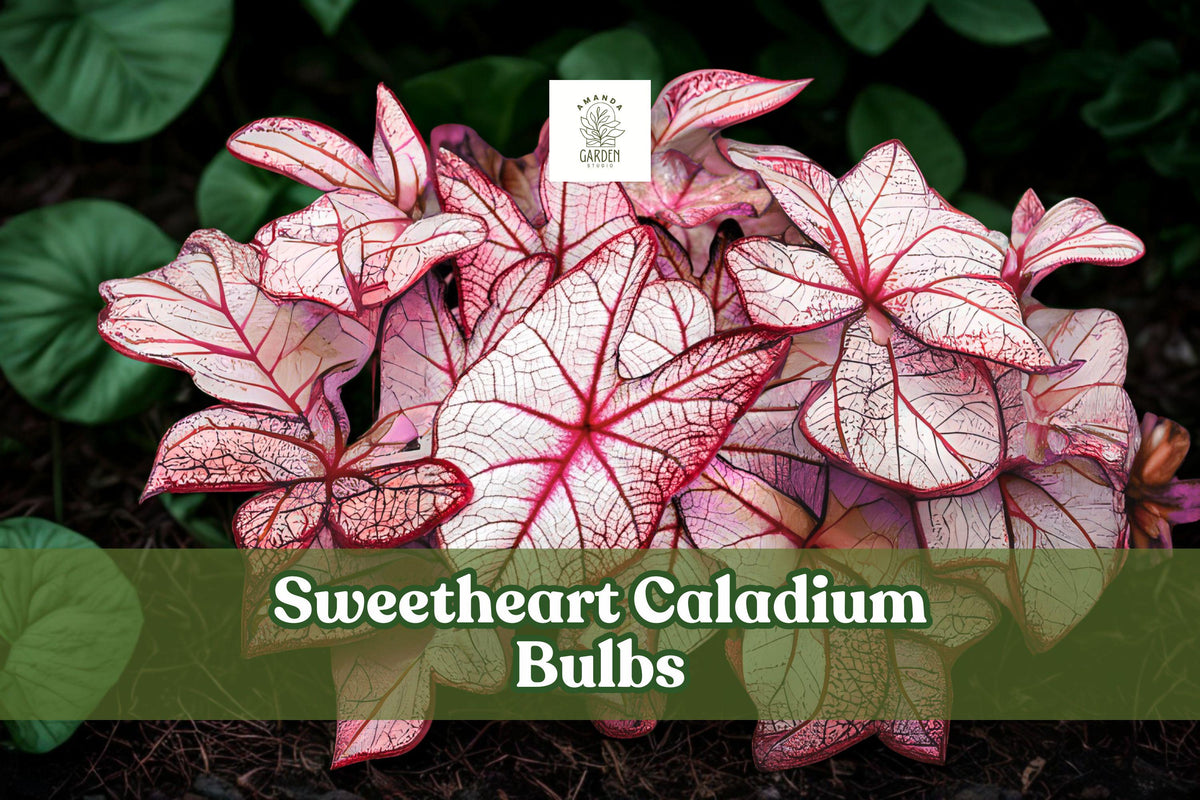 Caladium ‘Sweetheart’ Live Bulbs – Large Orange-Bronze Heart-Shaped Foliage, Tropical Perennial Tubers for Shade Gardens
