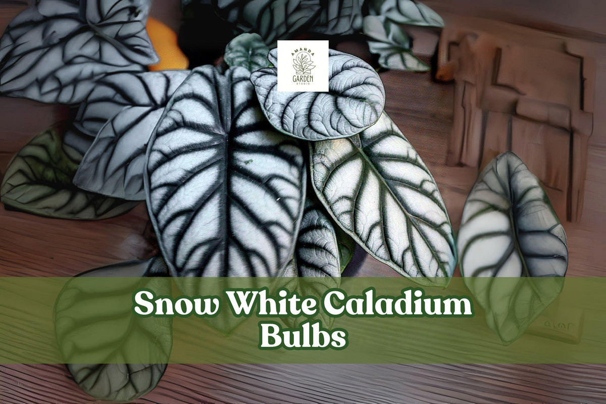 Snow White Caladium Bulbs | Tropical Shade Perennial | White & Green Foliage | Caladium bicolor