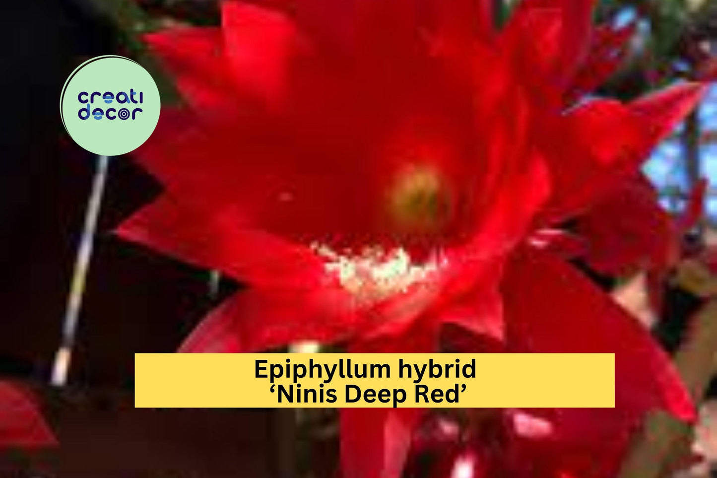 Epiphyllum Hybrid Ninis Deep Red Flowering Cactus Fully Rooted Starter Plant Orchid Cactus for Indoor or Outdoor Gardens