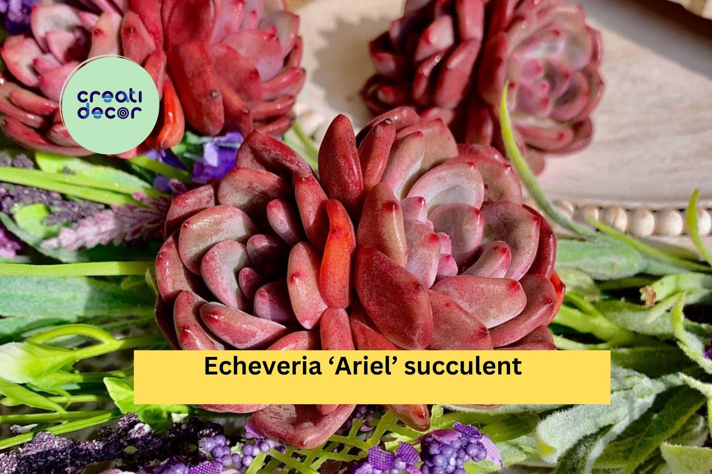 Echeveria ‘Ariel’ Succulent Plant - Live Bare Root Rosette, Drought Tolerant, Indoor & Outdoor, Easy Care, Green & Pink Foliage