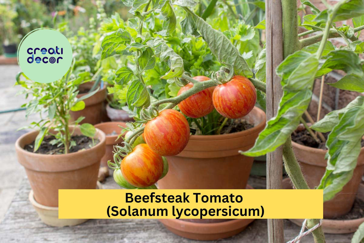 Beefsteak Tomato Live Plants Set of 2 | 6–10" Tall Heirloom Vegetables Solanum lycopersicum for Garden, Patio, Container