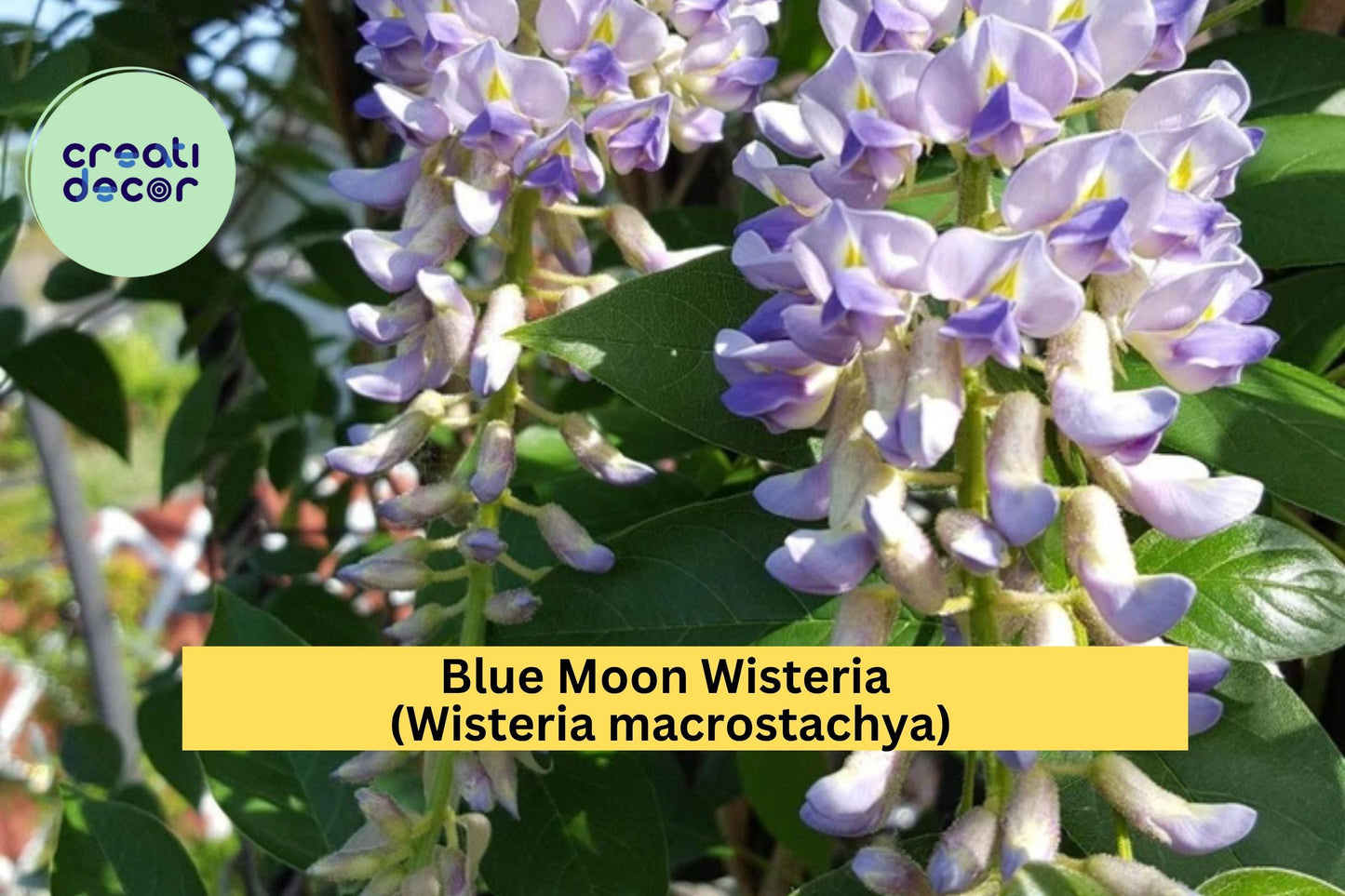 Blue Moon Wisteria Live Plant – Wisteria macrostachya ‘Blue Moon’ – Fragrant Perennial Vine for Trellis, Fence, Garden