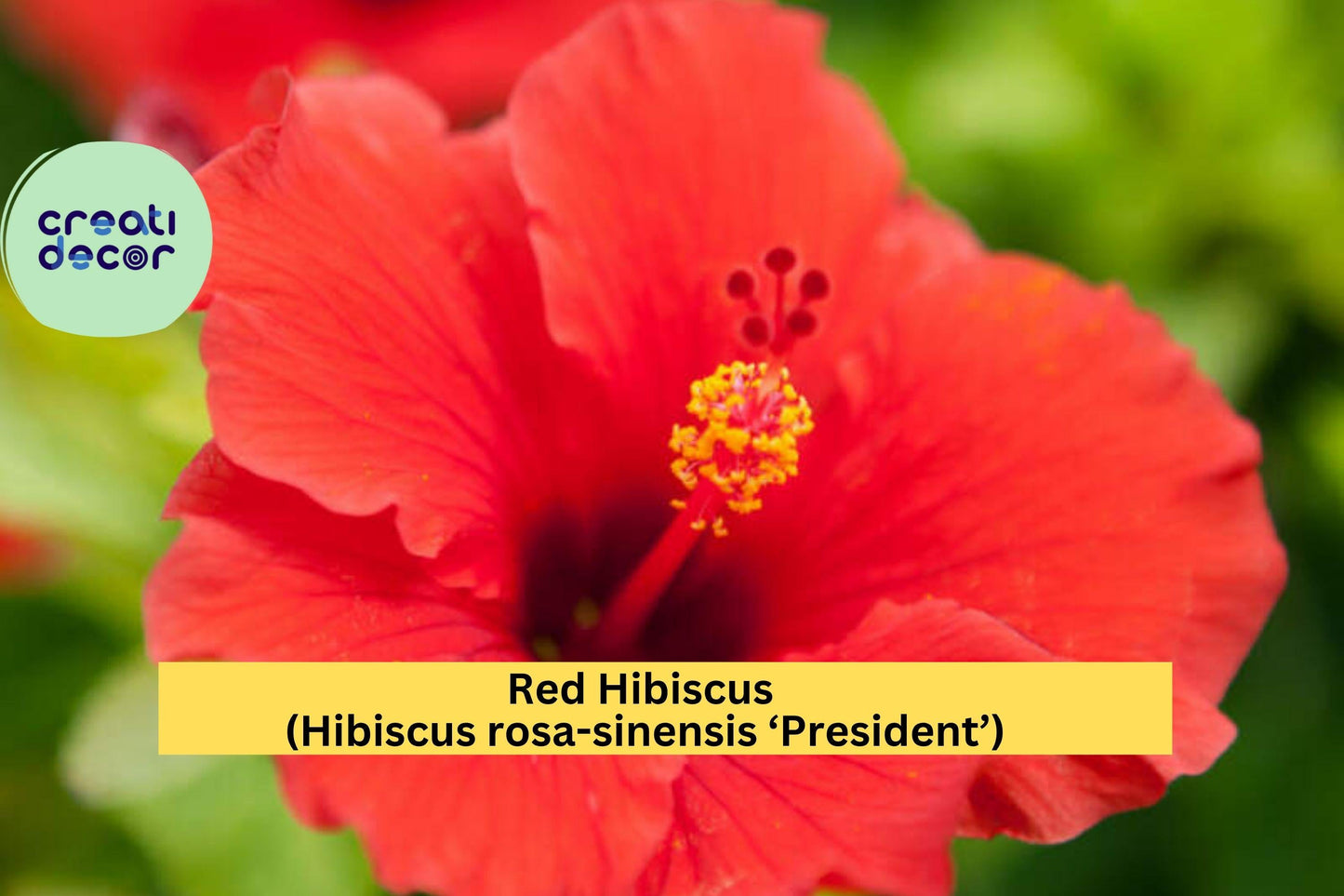 Red Hibiscus ‘President’ – Hibiscus rosa-sinensis – 2 Live Starter Plants, Tropical Flowering Shrubs for Garden or Patio