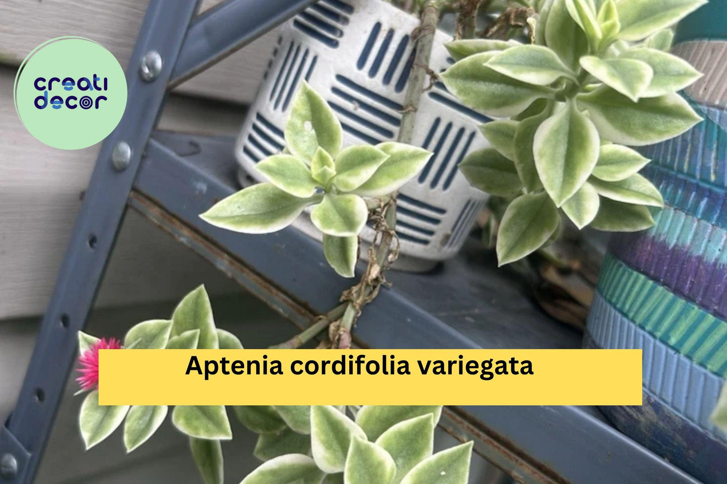 Variegated Baby Sun Rose Succulent Plant 3” Pot – Aptenia cordifolia variegata with Pink Flowers, Drought-Tolerant Indoor & Garden Groundcover