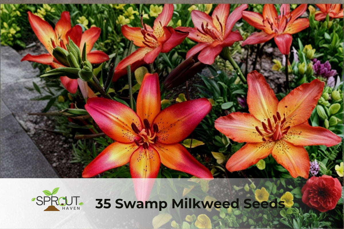 Royal Sunset Lily Bulbs – Hardy Perennial Flower, Vibrant Sunset Colors, Lilium hybrid, 3 Pack