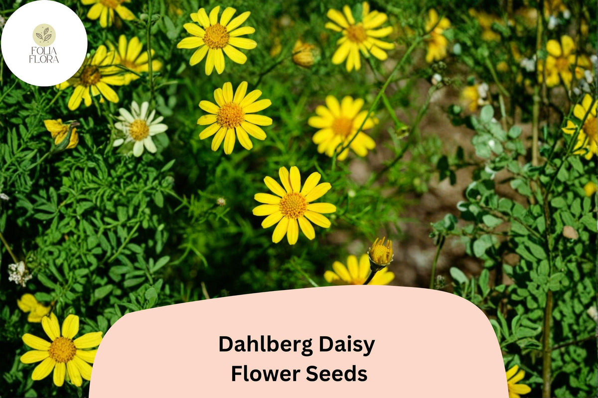 200+ Dahlberg Daisy Seeds | Thymophylla tenuiloba | Golden Yellow Mini Blooms | Drought-Tolerant Annual Flower