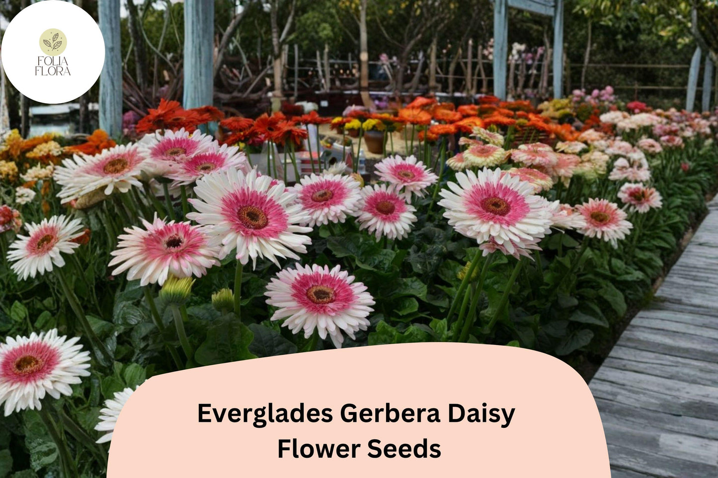 200+ Gerbera Daisy Seeds | Everglades Mix Bright Flowers for Borders & Containers | Gerbera jamesonii