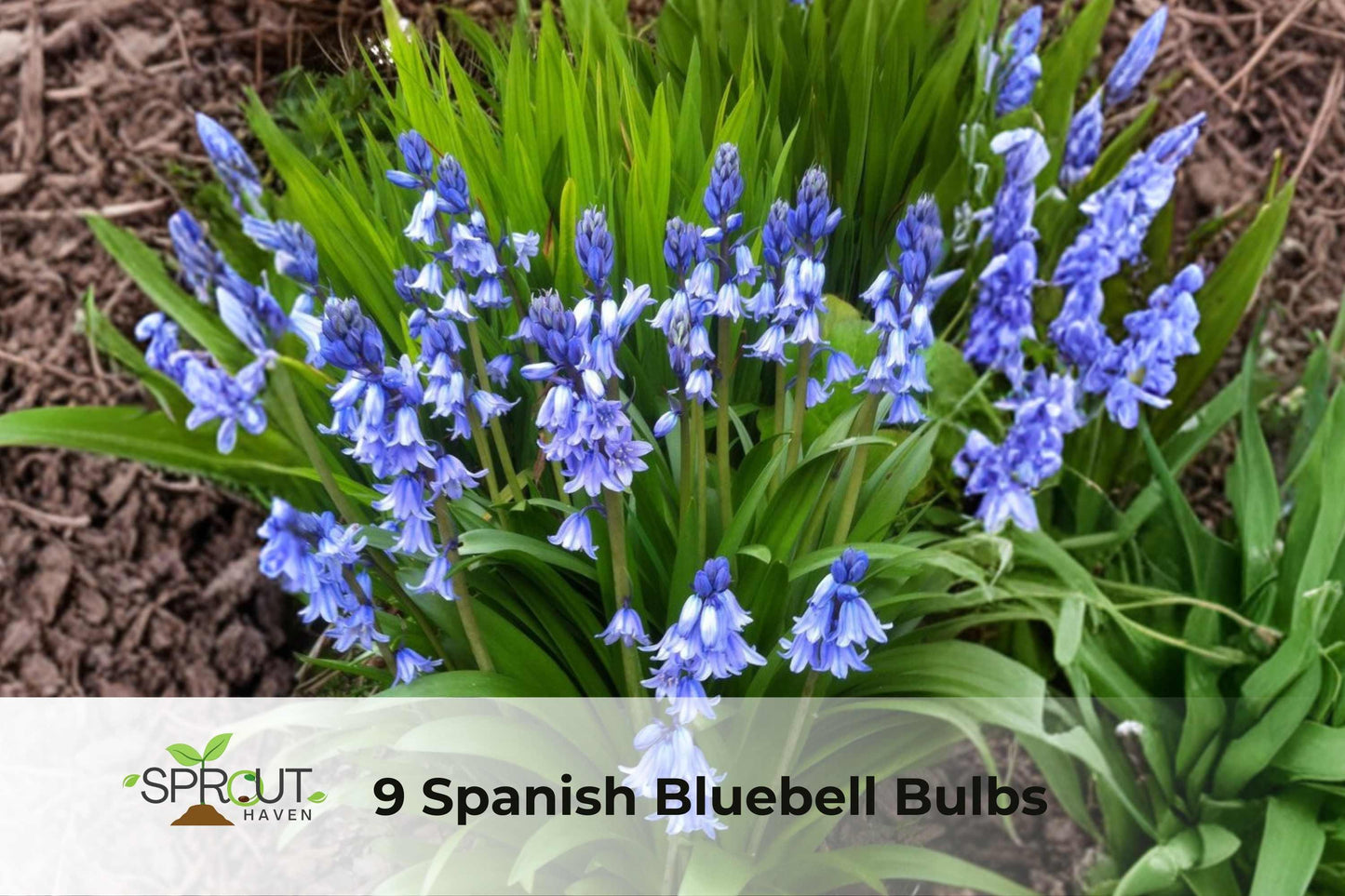 Spanish Bluebell Bulbs 9 Pack, Hyacinthoides hispanica, Hardy Perennial Spring Flowers for Garden Borders and Containers