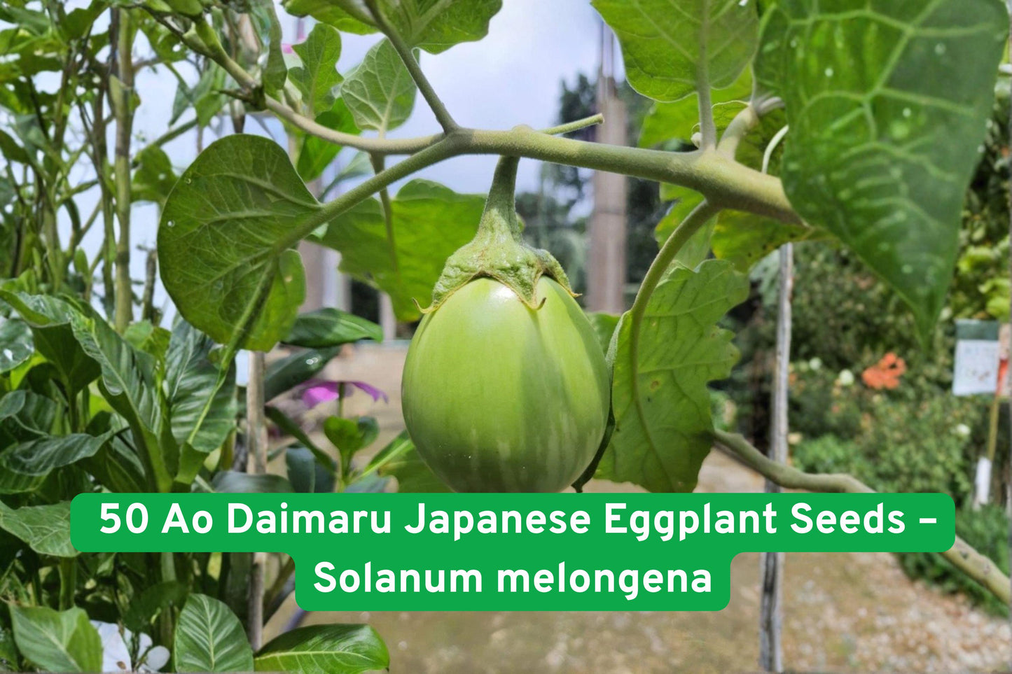 50 Ao Daimaru Japanese Eggplant Seeds – Heirloom Solanum melongena, Green Skin, White Flesh, Mild Flavor, Full Sun, Garden or Container