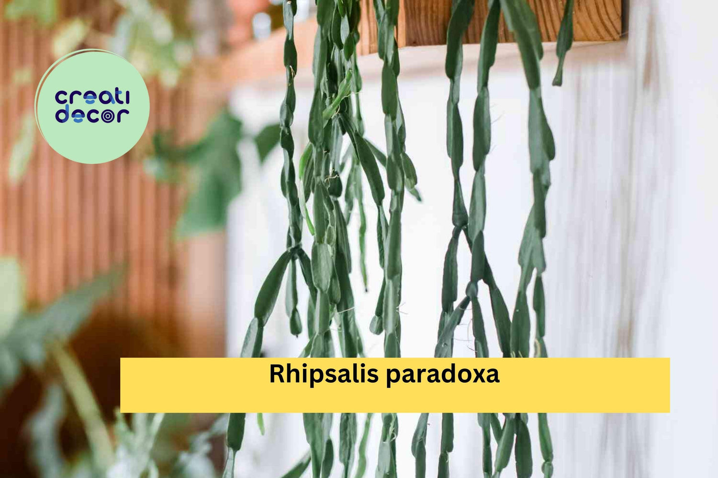 Set of 3 Rhipsalis paradoxa Live Plant Cuttings, Trailing Epiphytic Cactus for Hanging Baskets & Indoor Containers
