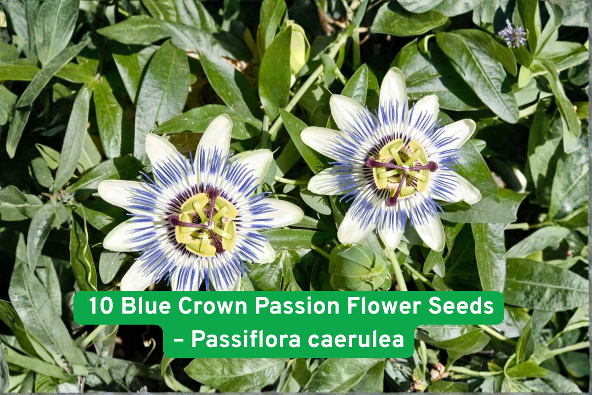 Blue Crown Passion Flower Seeds – Exotic Climbing Vine with Blue & White Flowers, Fragrant, Attracts Pollinators, Passiflora caerulea, 10 Seeds