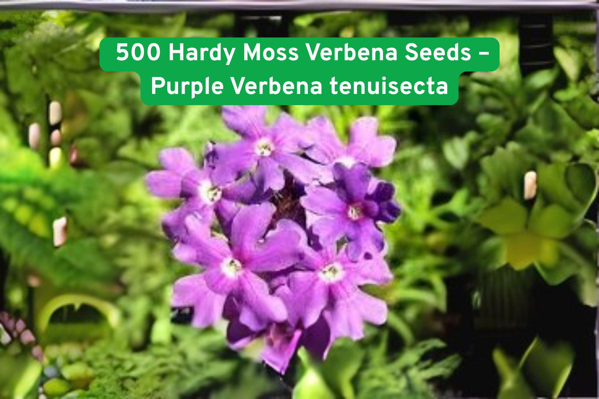 Hardy Moss Verbena Seeds – 500 Violet Verbena tenuisecta Groundcover, Fragrant Butterfly Attracting Plant