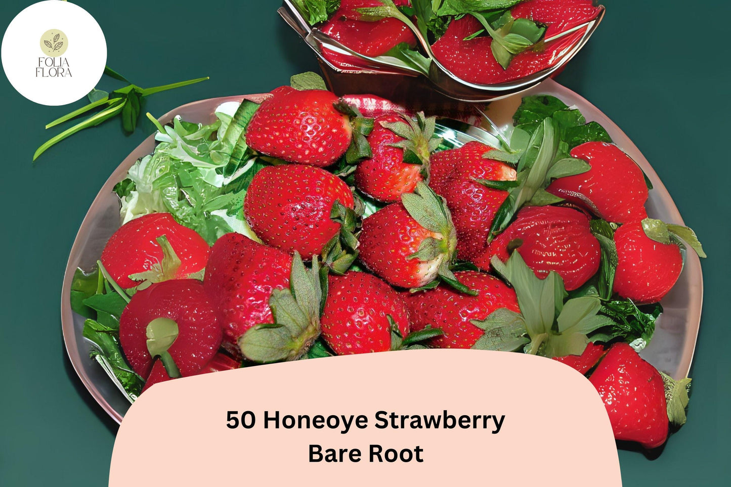 Honeoye Strawberry Plants | 50 Live Bare Root June-Bearing Fragaria × ananassa Fruit Plants