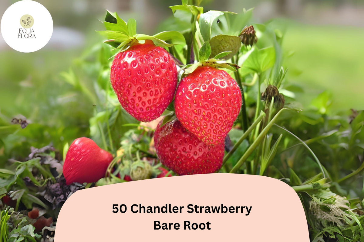 50 Chandler Strawberry Plants – Live Bare Root June-Bearing Fragaria × ananassa for Fresh Fruit, Jams & Desserts