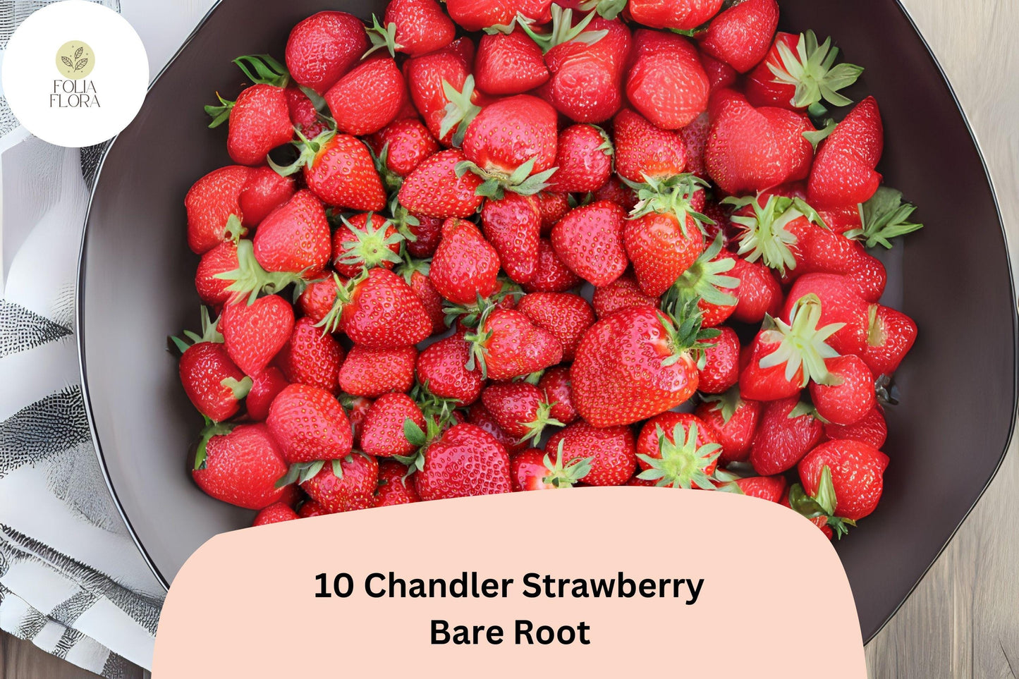 Chandler Strawberry Plants - Live Bare Root June Bearing Fragaria × ananassa Fruit, Red Berries, Perennial Garden Plant