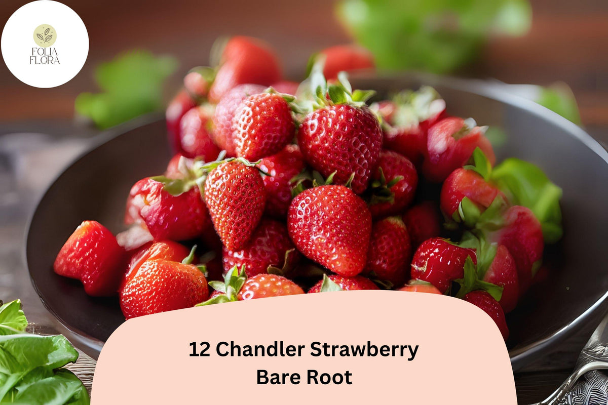 12 Chandler Strawberry Plants, Live Bare Root, June Bearing Fragaria × ananassa, Perennial Fruit Plant for Fresh, Dessert & Preserves