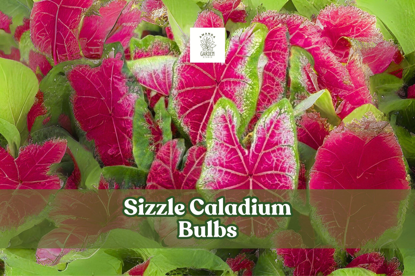 Sizzle Caladium Bulbs - Pink-Red Fancy Leaf Tropical Foliage - Caladium bicolor ‘Sizzle’ - 2 Live Tubers