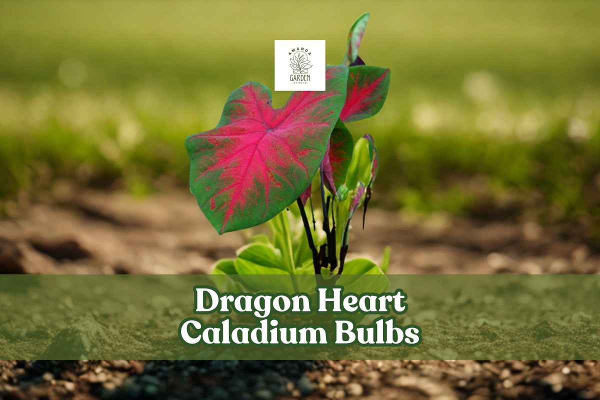 6 Dragon Heart Caladium Bulbs - Tropical Foliage, Shade Garden, Red-Pink & Green Leaves, Caladium bicolor