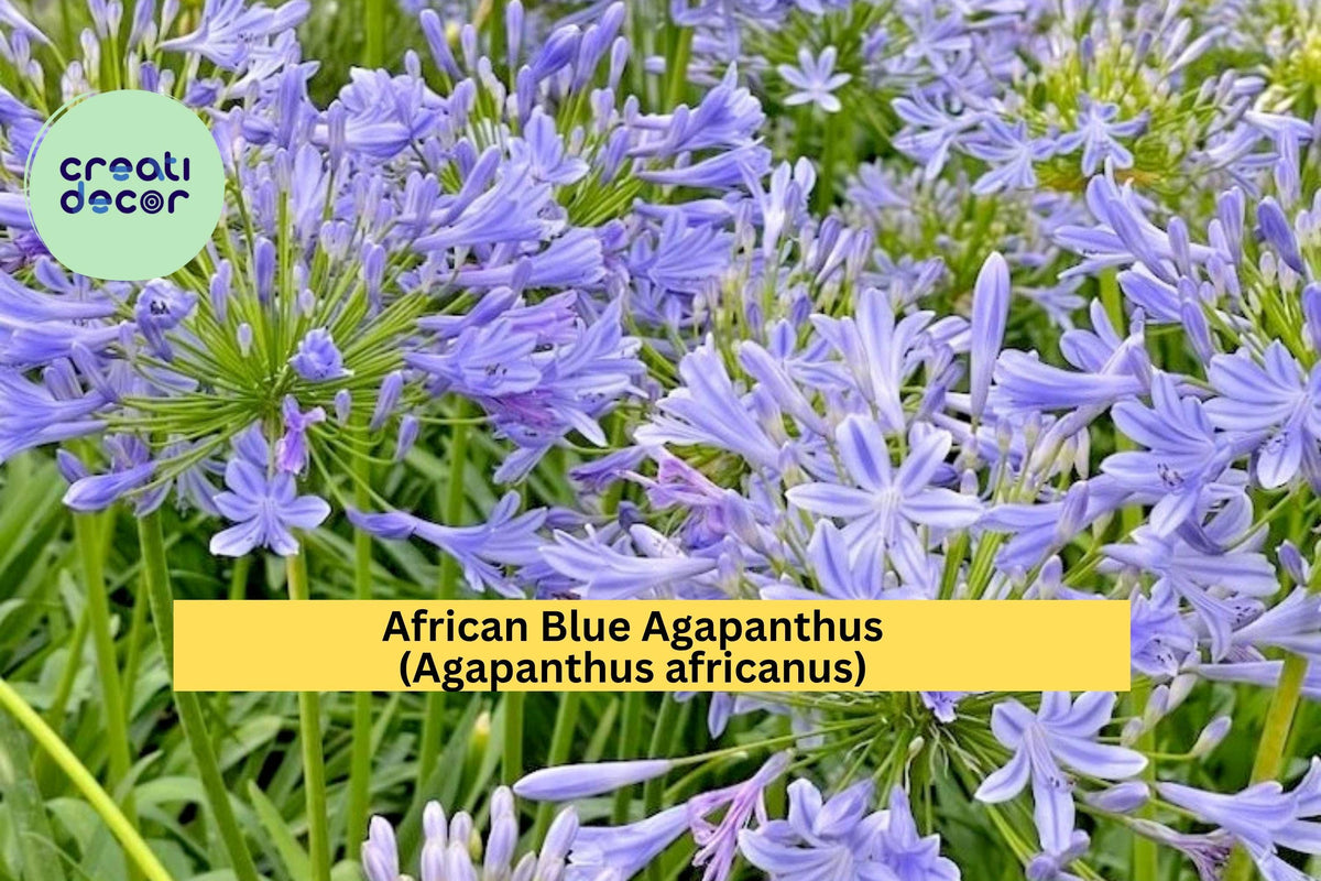 African Blue Agapanthus Live Plant – 6–8 Inches Tall, Hardy Perennial Flower, Blue Lily of the Nile, Agapanthus africanus