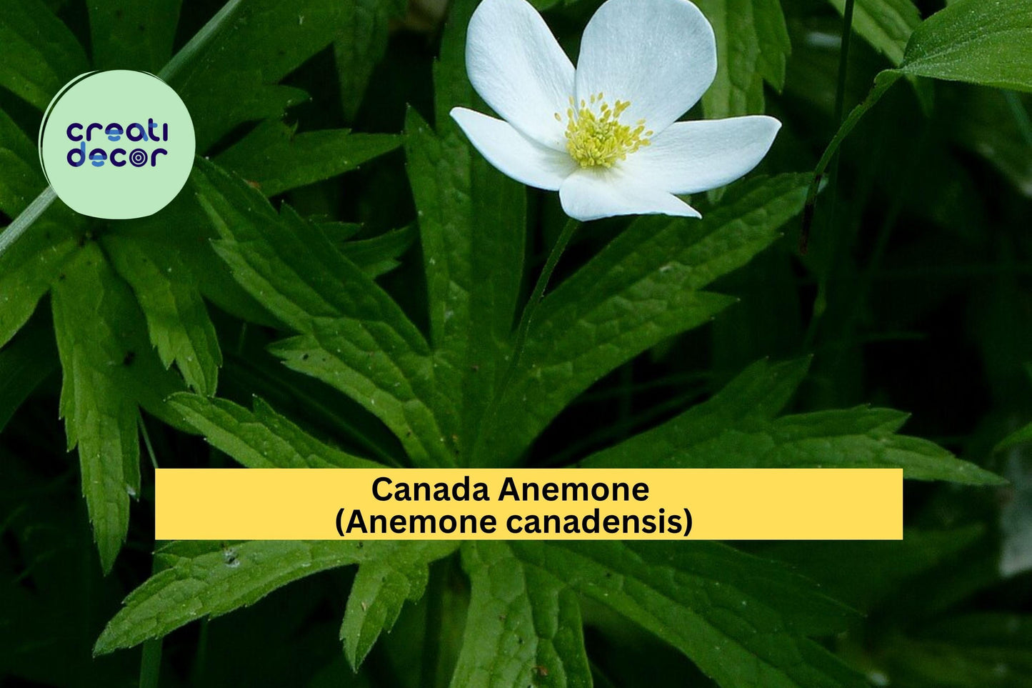 Canada Anemone Seeds – Anemone canadensis – 100 Wildflower Seeds for Native Gardens, Pollinator & Woodland Gardens