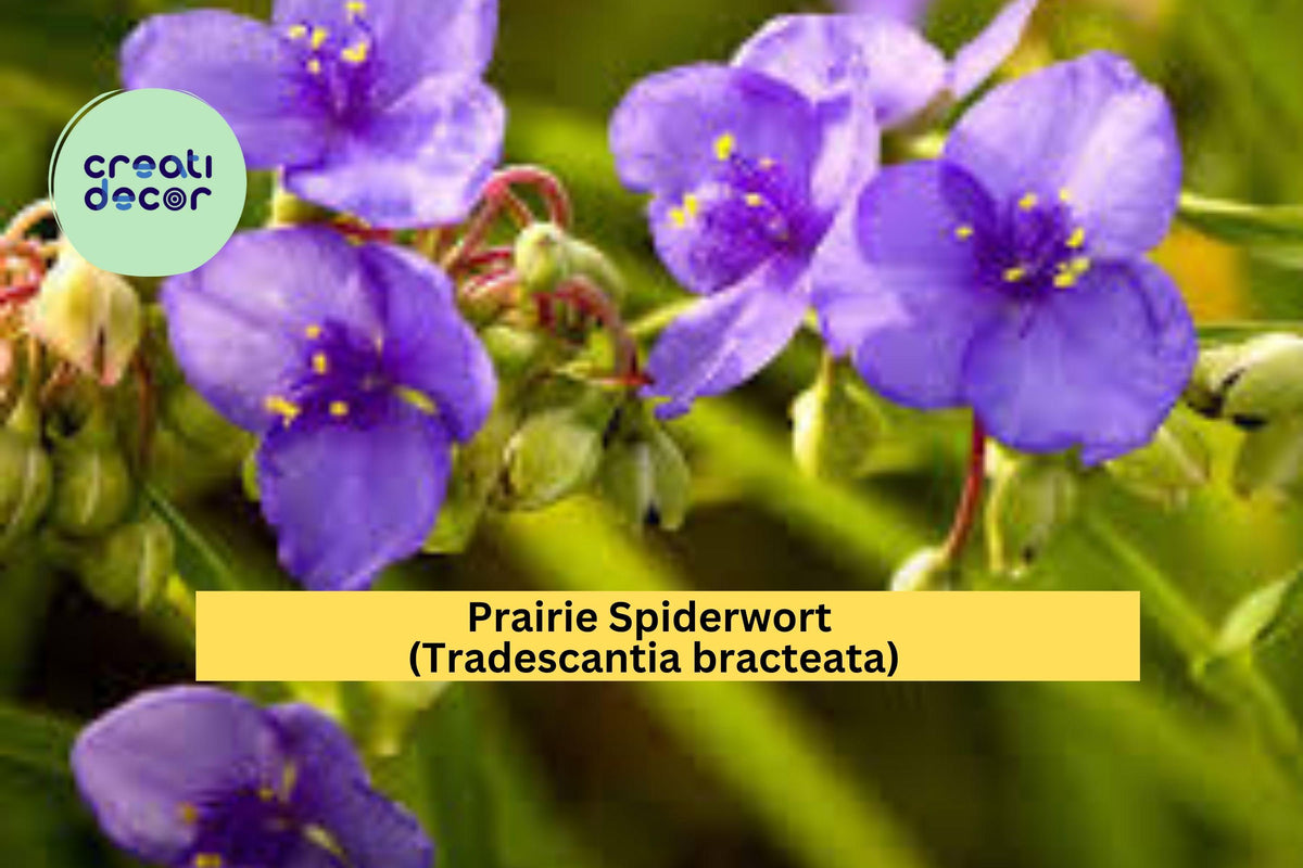 Prairie Spiderwort Seeds – 150 Pack – Tradescantia bracteata – Native Perennial Wildflower for Prairie & Pollinator Gardens